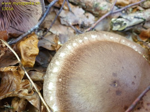 Cortinarius torvus - 