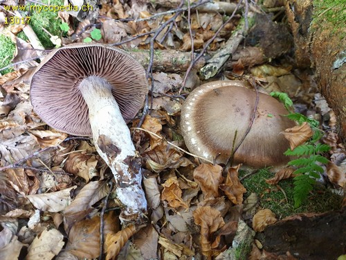 Cortinarius torvus - 