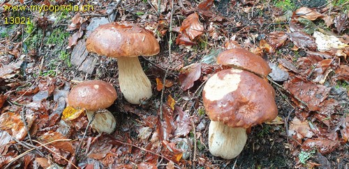 Boletus edulis - 