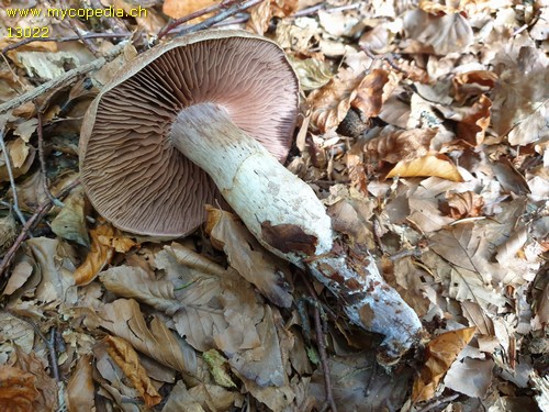 Cortinarius torvus - 