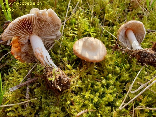 Inocybe godeyi - 