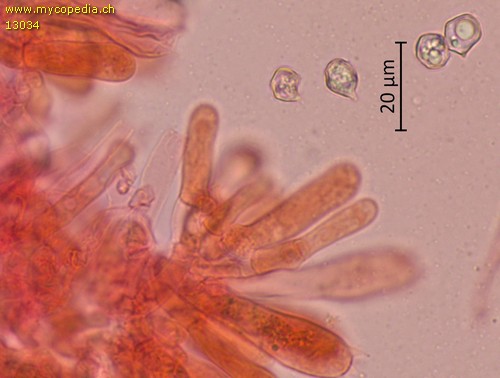 Entoloma politum - Basidien und Marginalzellen - Kongorot  - 