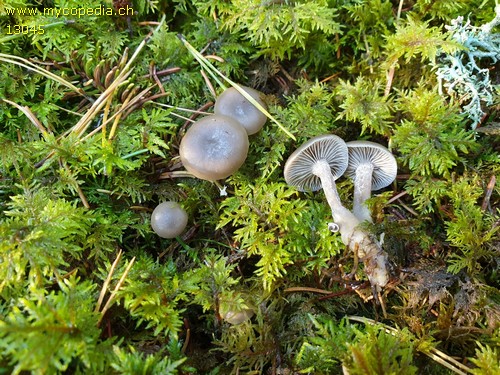 Clitocybe foetens - 