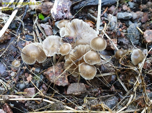 Mycena pseudotenax - 