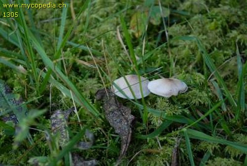 Cystoderma carcharias - 