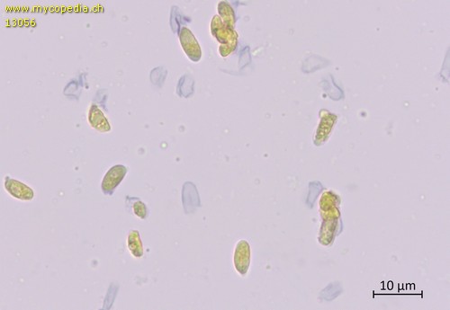 Hydropus pseudotenax - Sporen - Melzers  - 