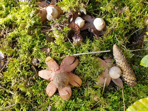 Geastrum rufescens - 