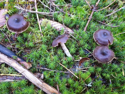 Cortinarius sublatisporus - 