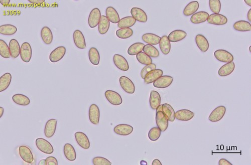 Cortinarius sublatisporus - Sporen - Wasser  - 