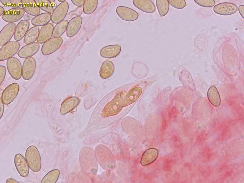 Hypholoma elongatum - Chrysozystiden - Kongorot  - 