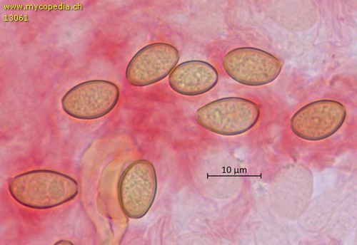Hypholoma elongatum - Sporen - Kongorot  - 