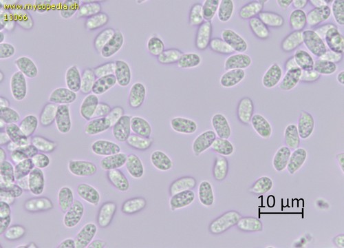 Clitocybe foetens - Sporen - Wasser  - 