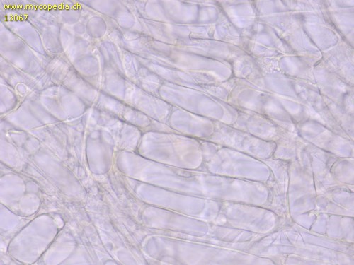 Clitocybe foetens - HDS - Wasser  - 