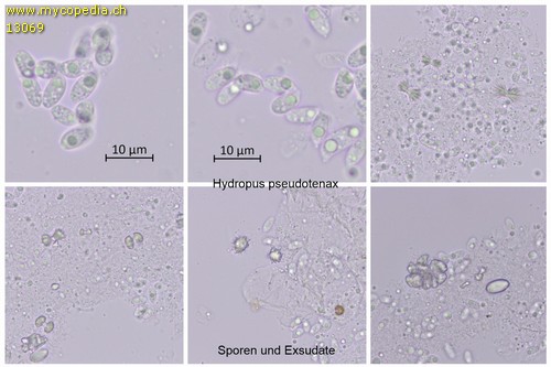 Mycena pseudotenax - Sporen - Wasser  - 