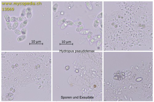 Mycena pseudotenax - Sporen - Wasser  - 