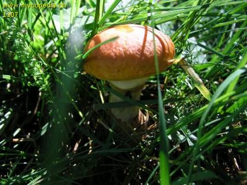 Suillus grevillei - 