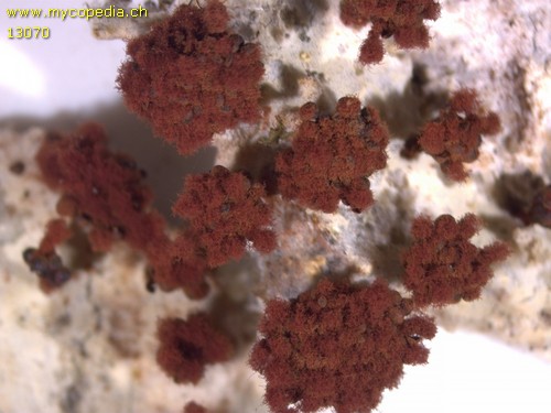 Metatrichia vesparia - 