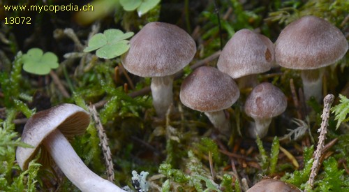 Cortinarius subsertipes - 