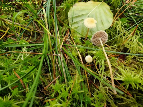 Hypholoma elongatum - 