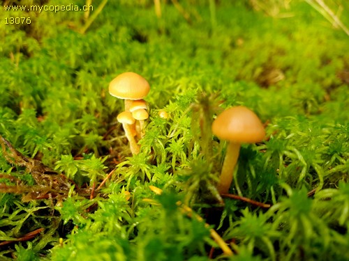 Hypholoma elongatum - 