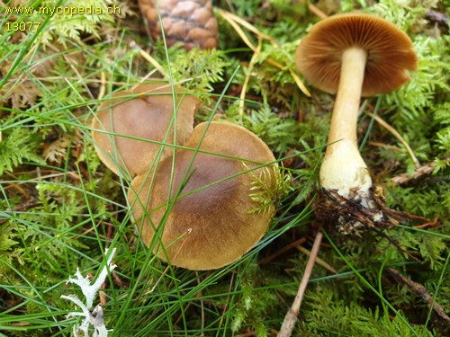 Cortinarius venetus var. montanus - 