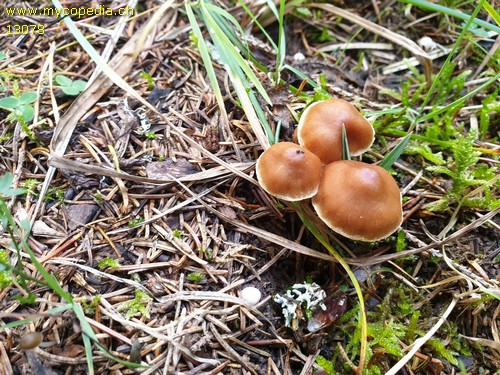 Cortinarius obtusus - 