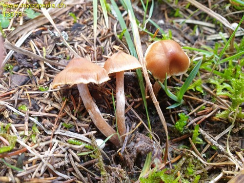 Cortinarius obtusus - 