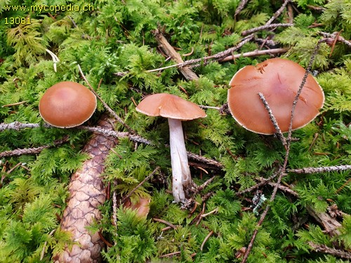 Cortinarius armeniacus - 