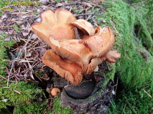 Kuehneromyces mutabilis - 