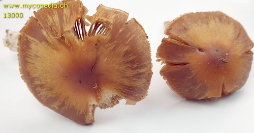 Cortinarius armeniacus - 