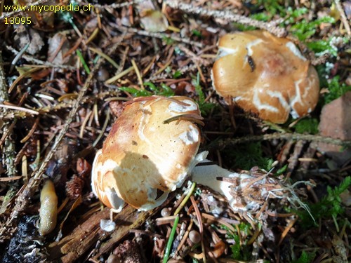 Agaricus porphyrizon - 