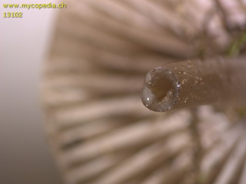 Mycena erubescens - 