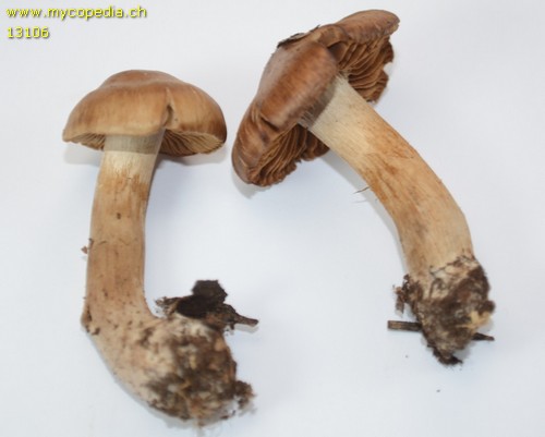 Cortinarius biformis - 