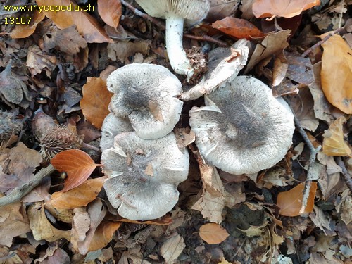 Tricholoma orirubens - 