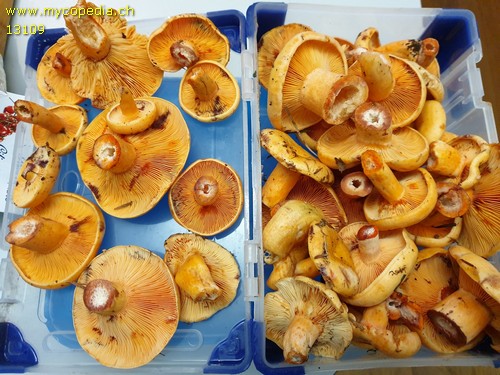 Lactarius salmonicolor - 