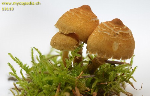 Cystoderma amianthinum - 