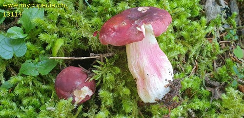 Russula xerampelina - 