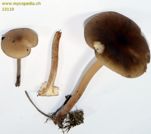 Melanoleuca graminicola - 