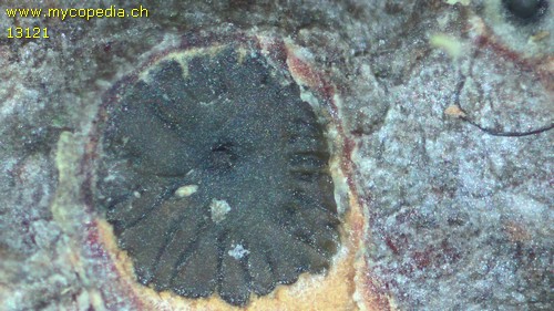 Cytospora leucosperma - 