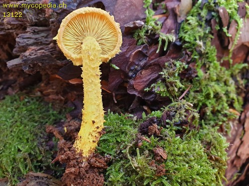 Pholiota flammans - 