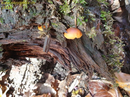 Gymnopilus bellulus - 