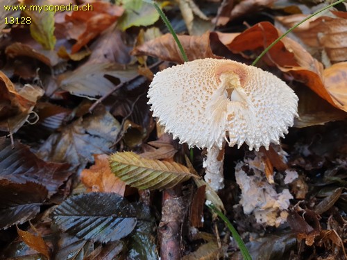 Lepiota clypeolaria - 