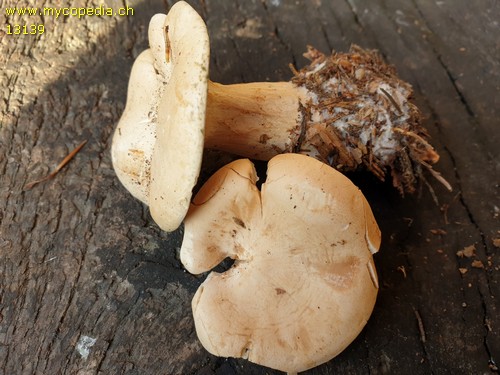 Infundibulicybe geotropa - 