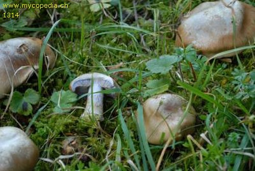 Cortinarius glaucopus var. olivaceus - 