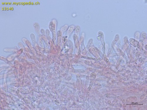 Infundibulicybe geotropa - Basidien und Marginalzellen - 