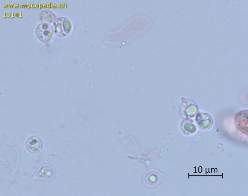 Infundibulicybe geotropa - Sporen - 