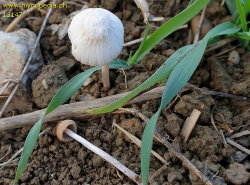 Psathyrella ochracea - 