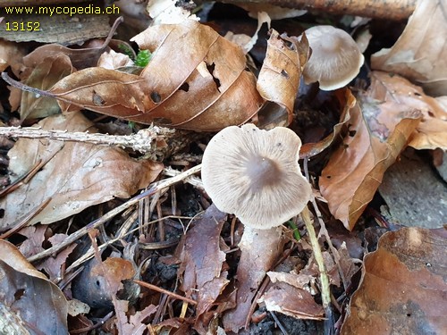 Myochromella boudieri - 