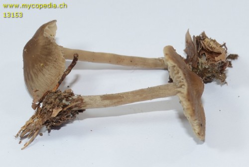 Myochromella boudieri - 