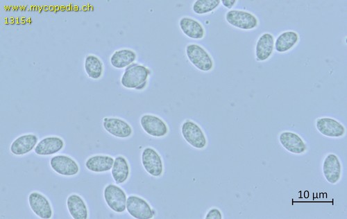 Myochromella boudieri - Spore/n - Wasser  - 
